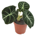 Black Velvet Alocasia in nursery pot