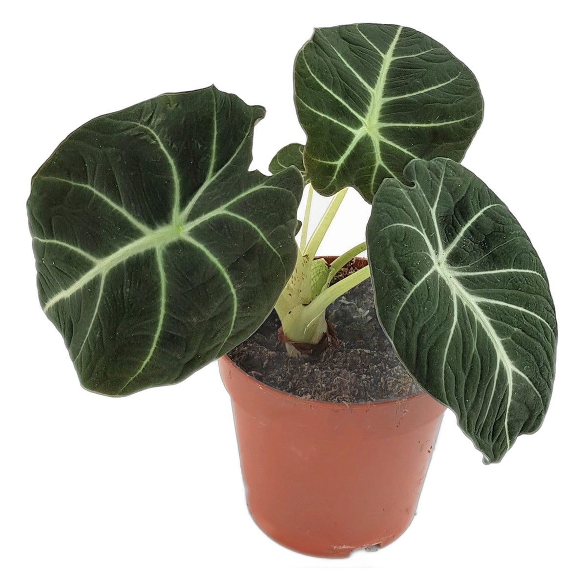Black Velvet Alocasia in nursery pot