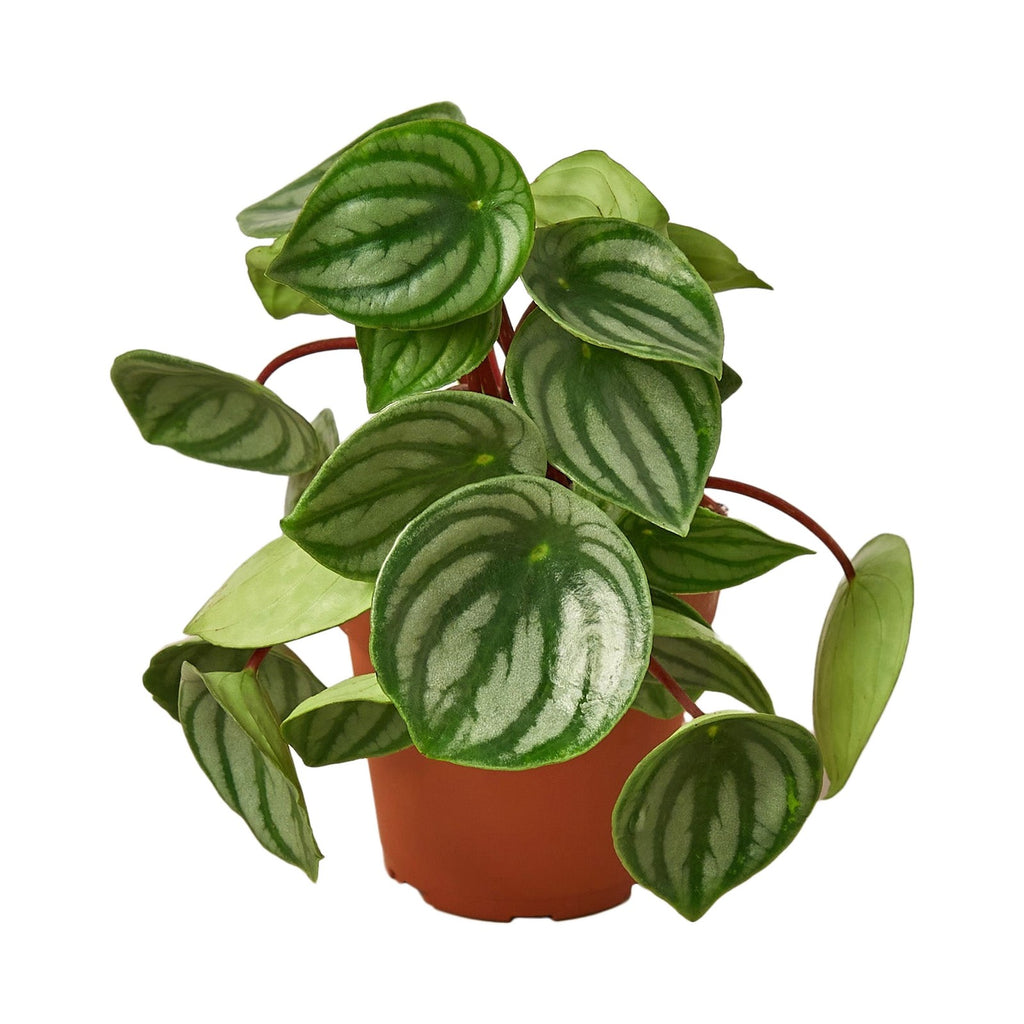 Peperomia Watermelon in nursery pot