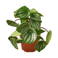 Peperomia Watermelon in nursery pot