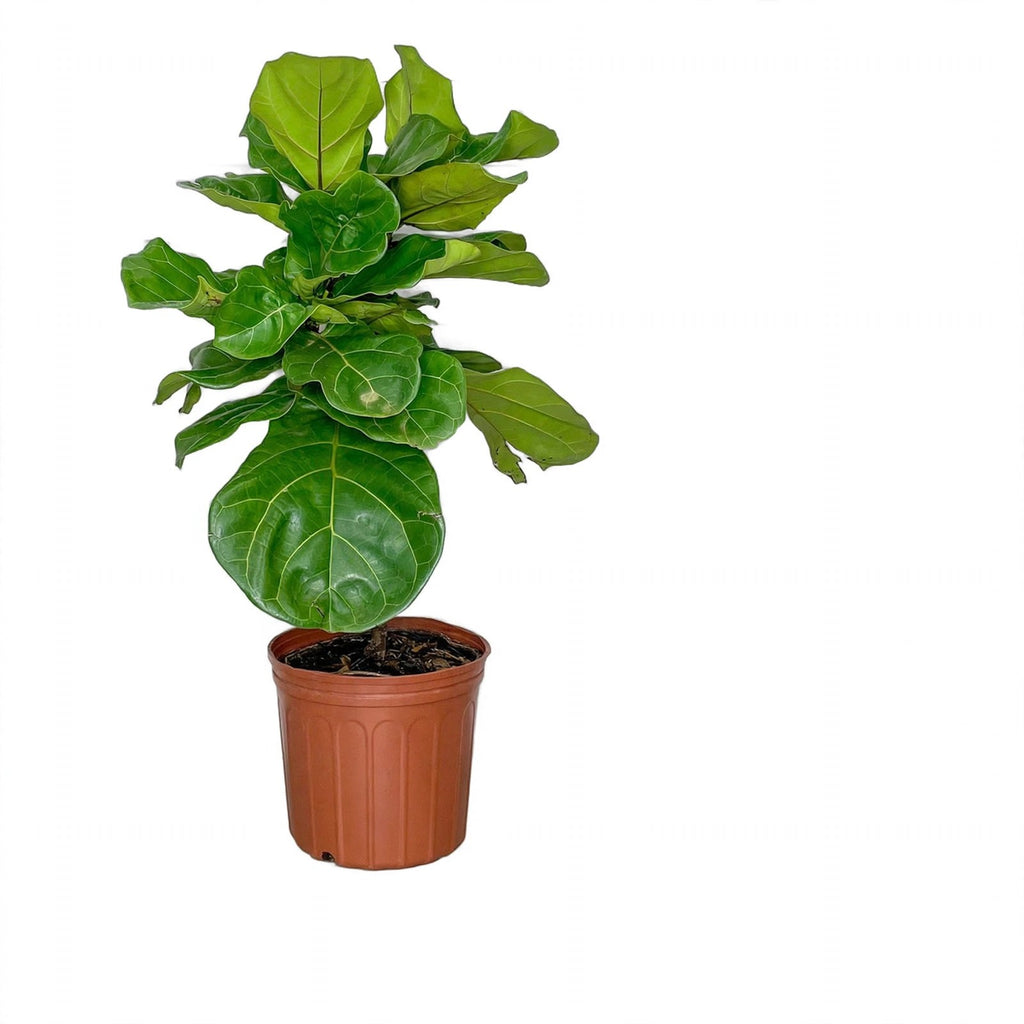 Fiddle Leaf Fig in nursery pot
