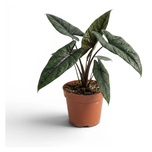Alocasia Scalprum in nursery pot