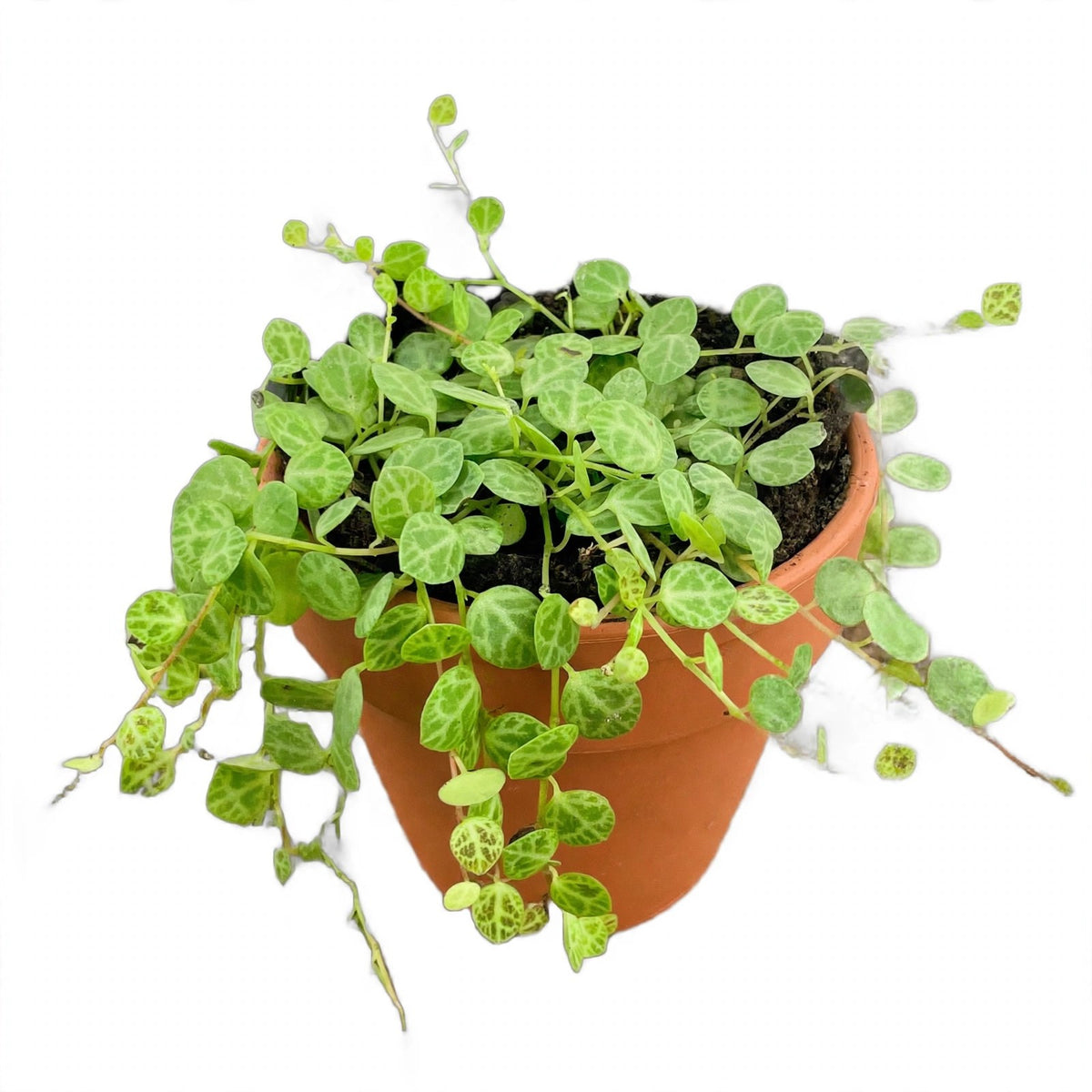 String of Turtles in nursery pot