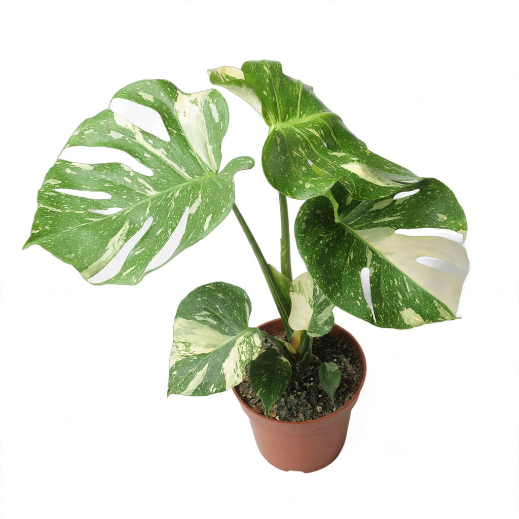 Thai Constellation Monstera in nursery pot