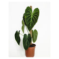 Philodendron Gloriosum in nursery pot