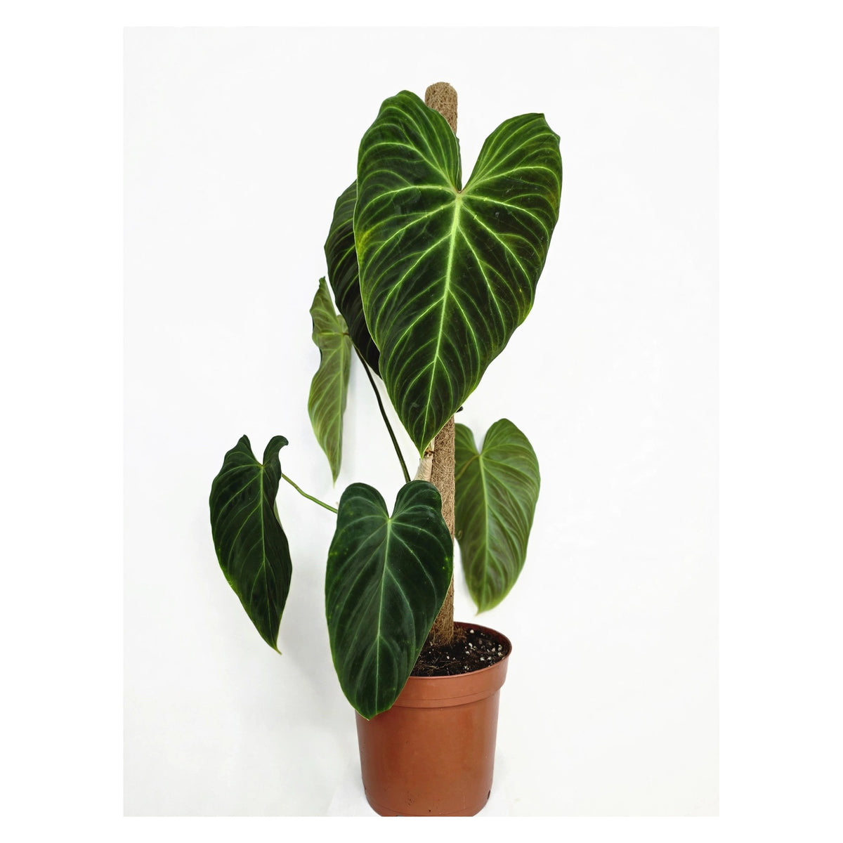 Philodendron Gloriosum in nursery pot