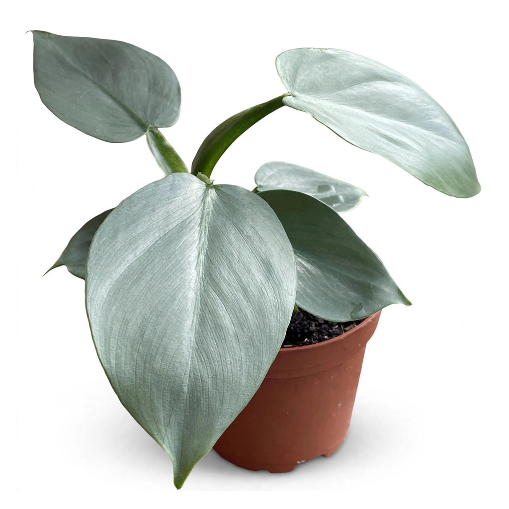 Silver Sword Philodendron in nursery pot