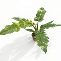 Ring of Fire Philodendron in nursery pot