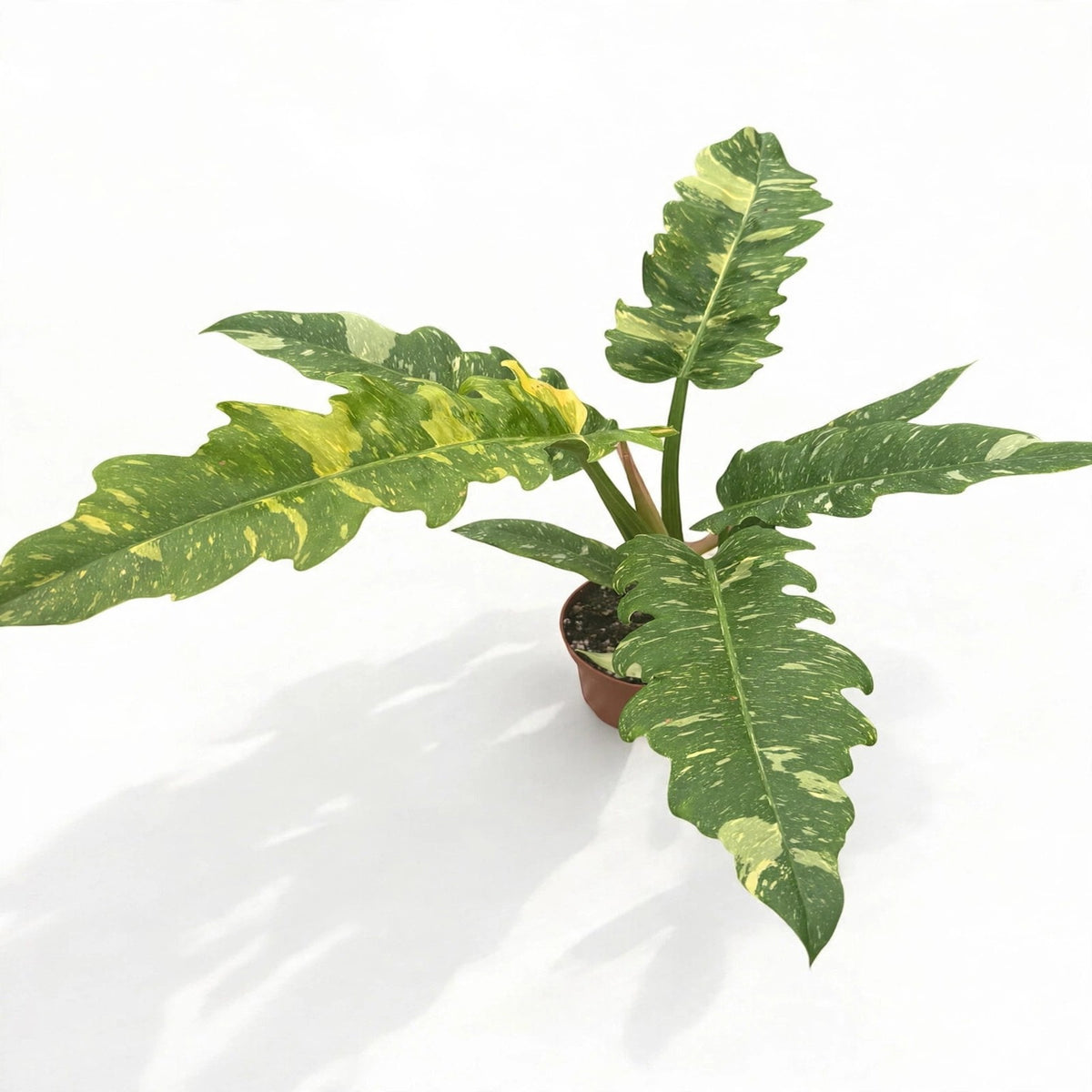 Ring of Fire Philodendron in nursery pot