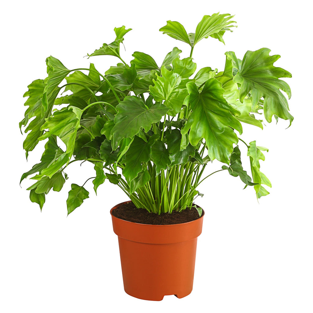 Little Hope Philodendron in nursery pot