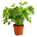 Little Hope Philodendron in nursery pot