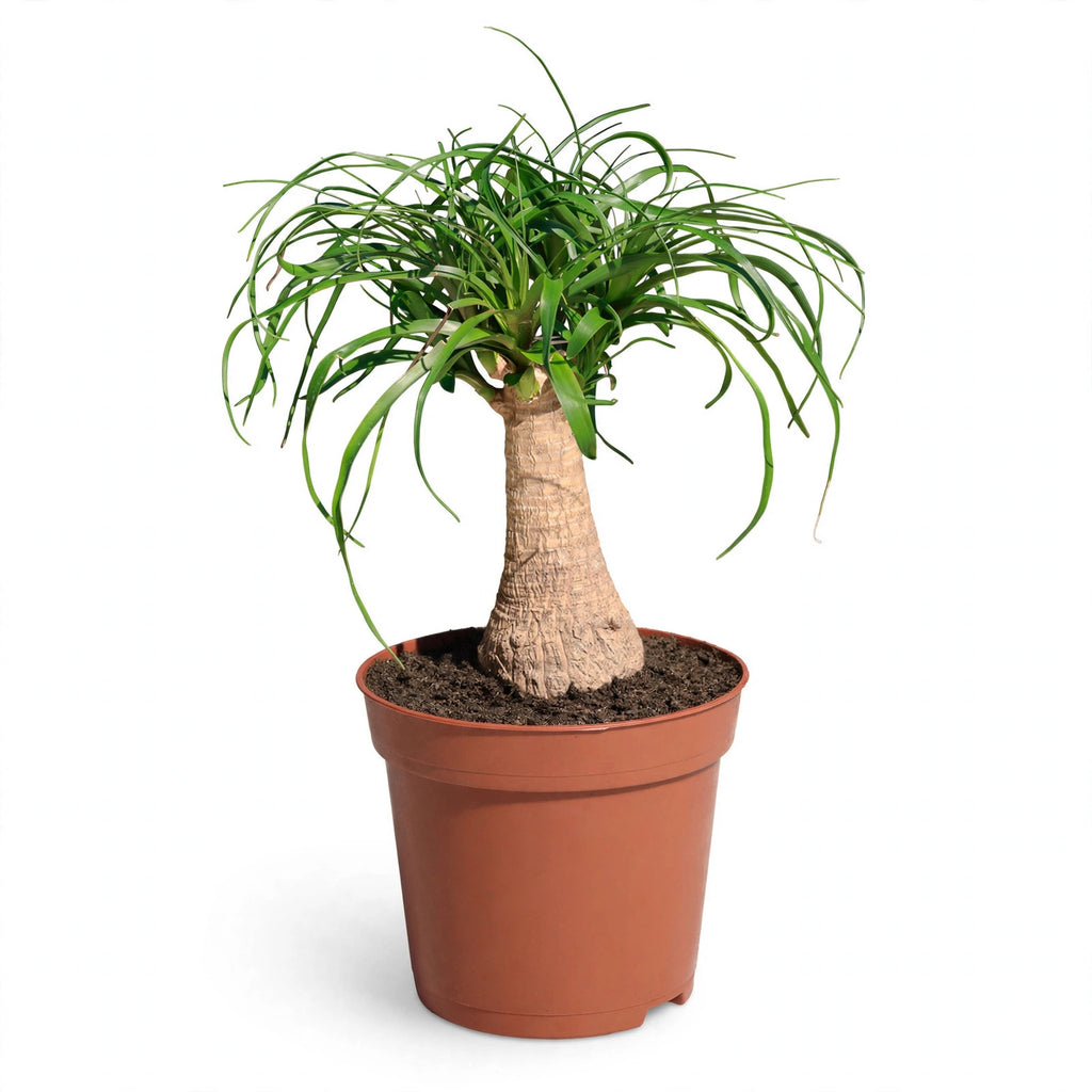 Ponytail Palm in nursery pot