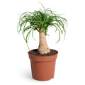 Ponytail Palm in nursery pot