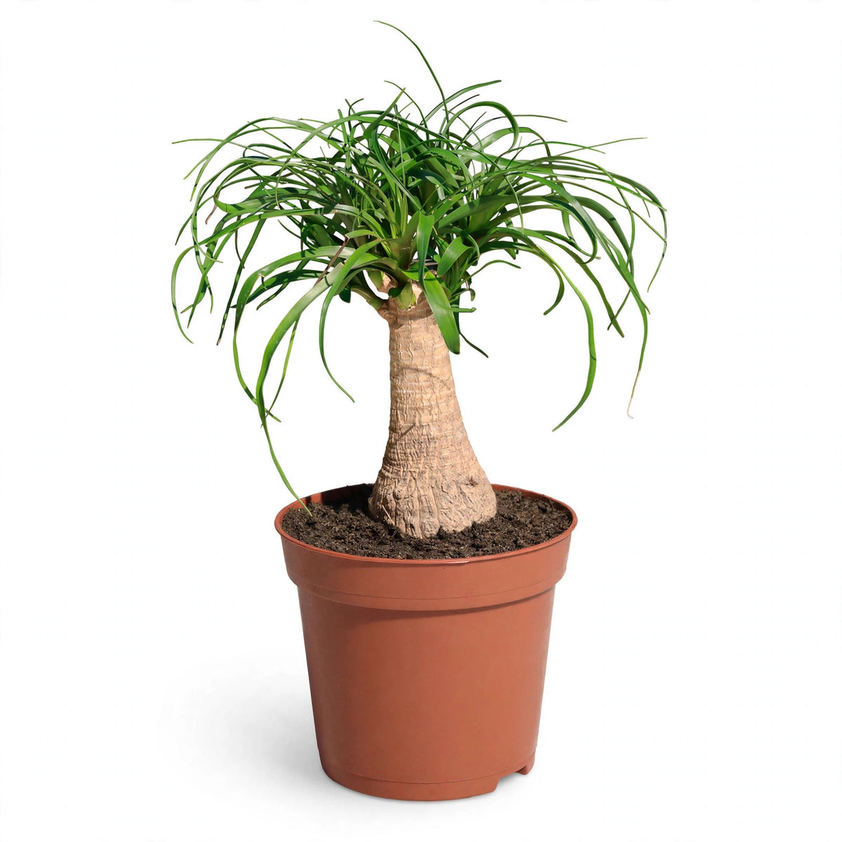 Ponytail Palm in nursery pot