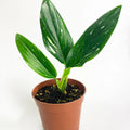 Standeleyana Albo Monstera in nursery pot