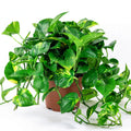 Golden Pothos in nursery pot
