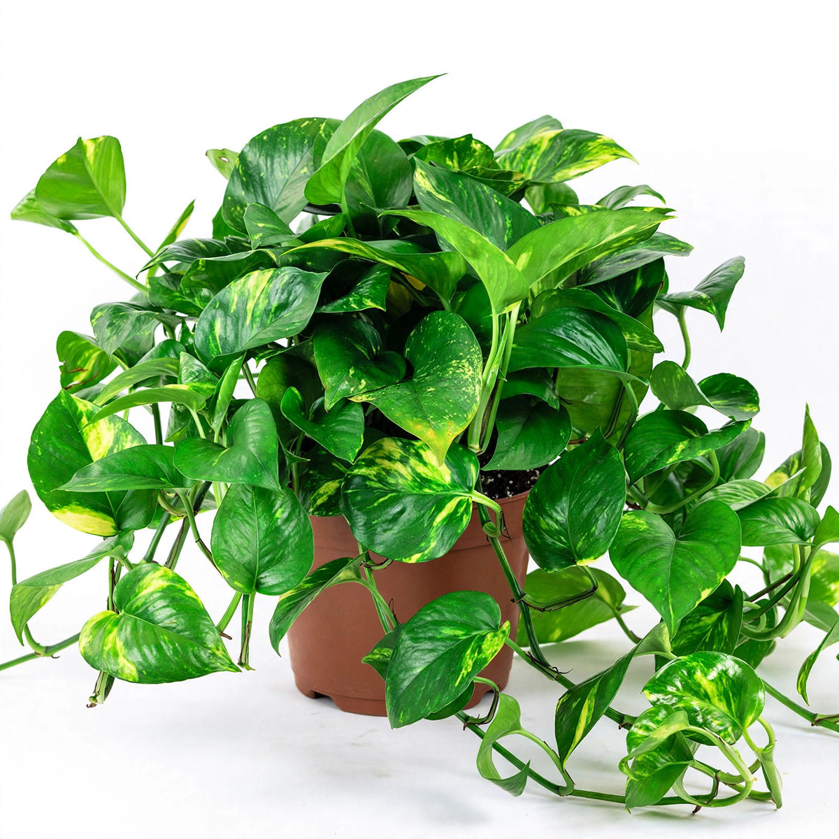 Golden Pothos in nursery pot