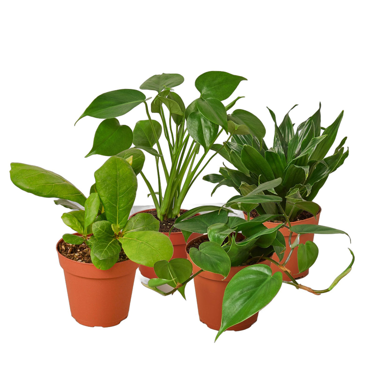 Best Selling Bundle in nursery pot