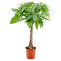 Money Tree in nursery pot