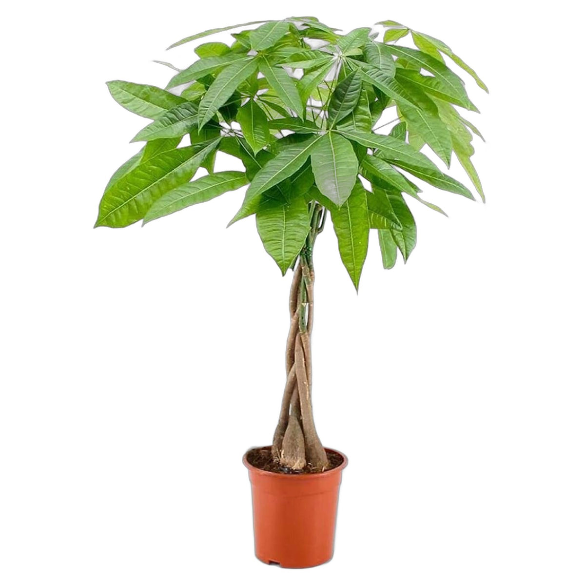 Money Tree in nursery pot