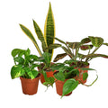 Low Light Bundle in nursery pot