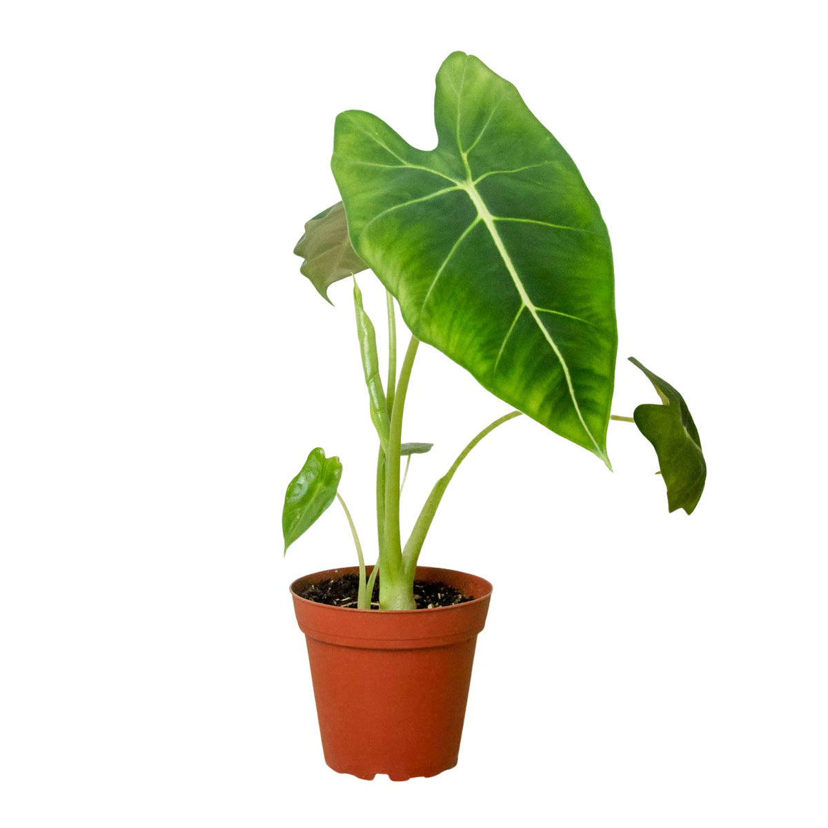 Alocasia Frydek in nursery pot