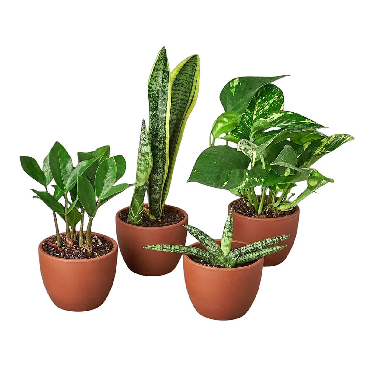 Easy Care Bundle in nursery pot