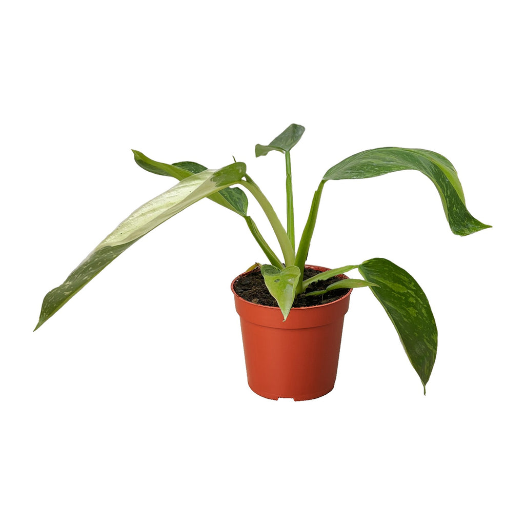 Philodendron Jose Bueno in nursery pot