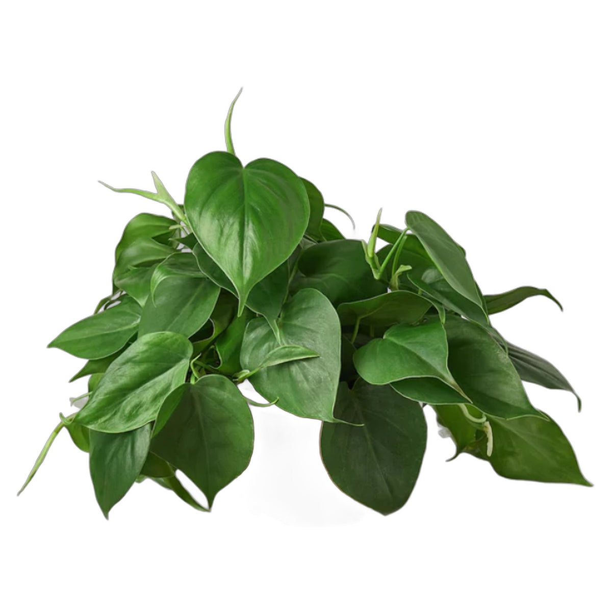 Heartleaf Philodendron in nursery pot