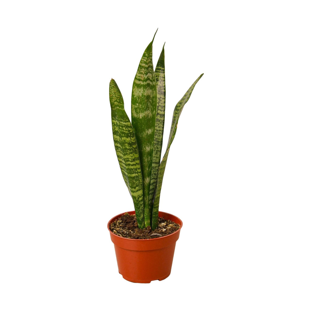 Snake Plant in nursery pot