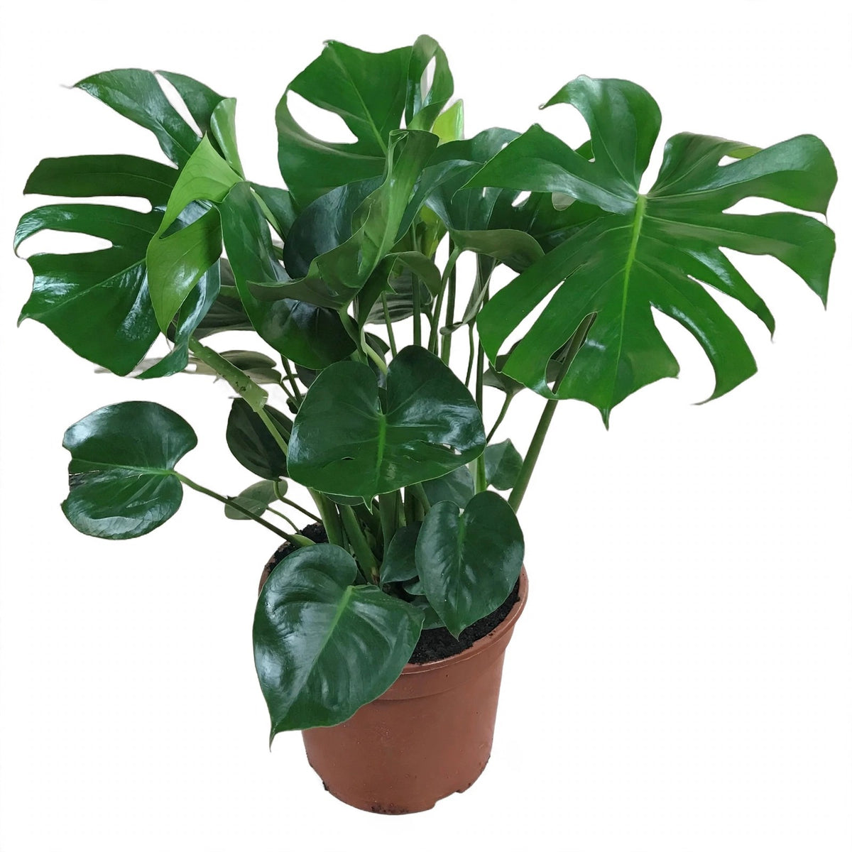 Monstera Deliciosa in nursery pot