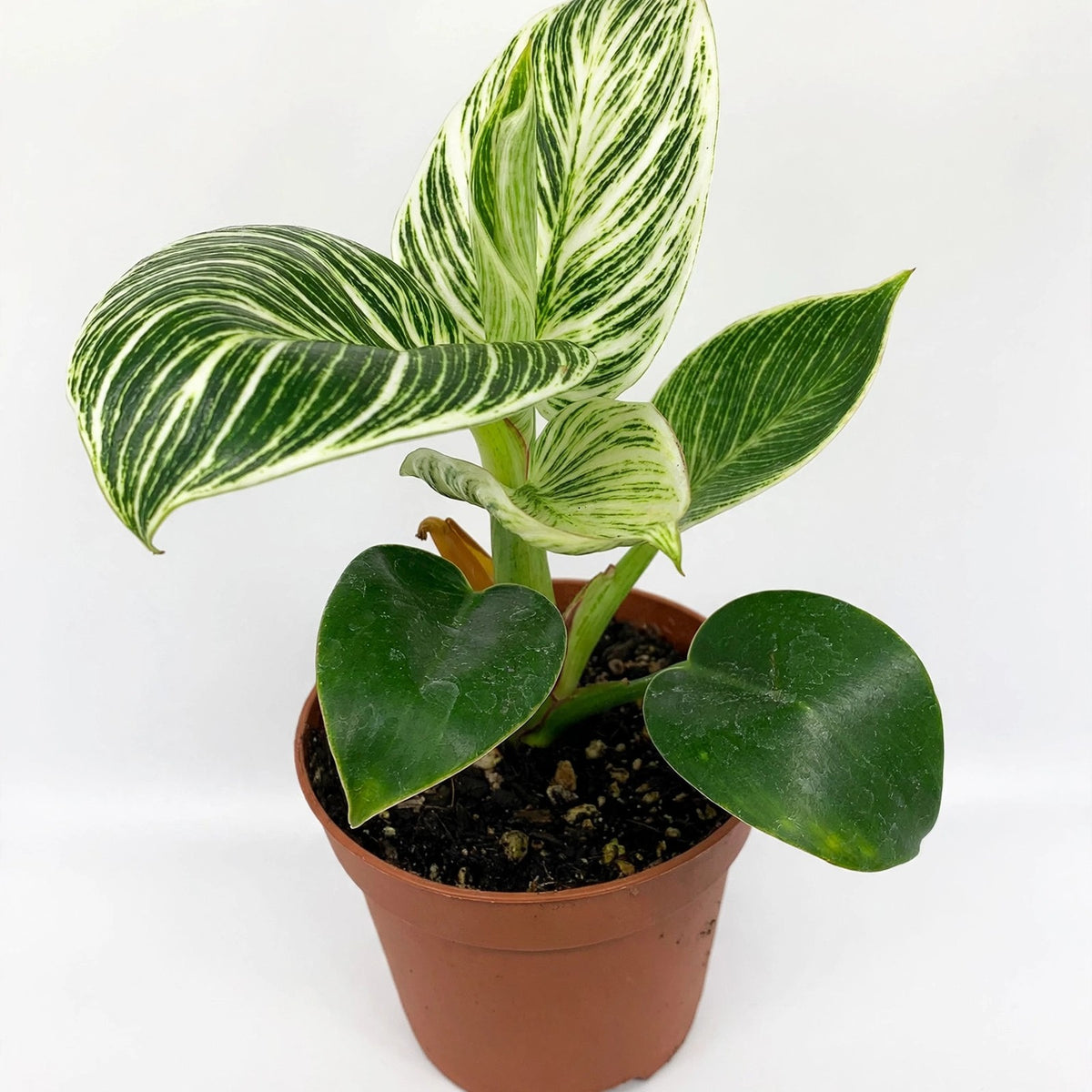 Philodendron Birkin in nursery pot