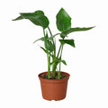 Bird of Paradise in nursery pot