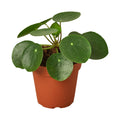 Chinese Money Plant in nursery pot