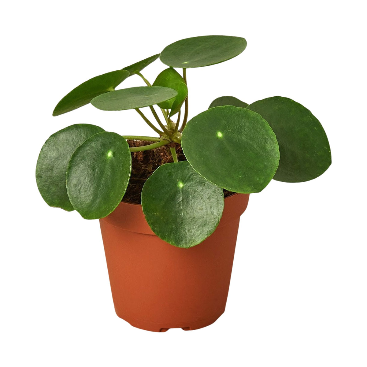 Chinese Money Plant in nursery pot