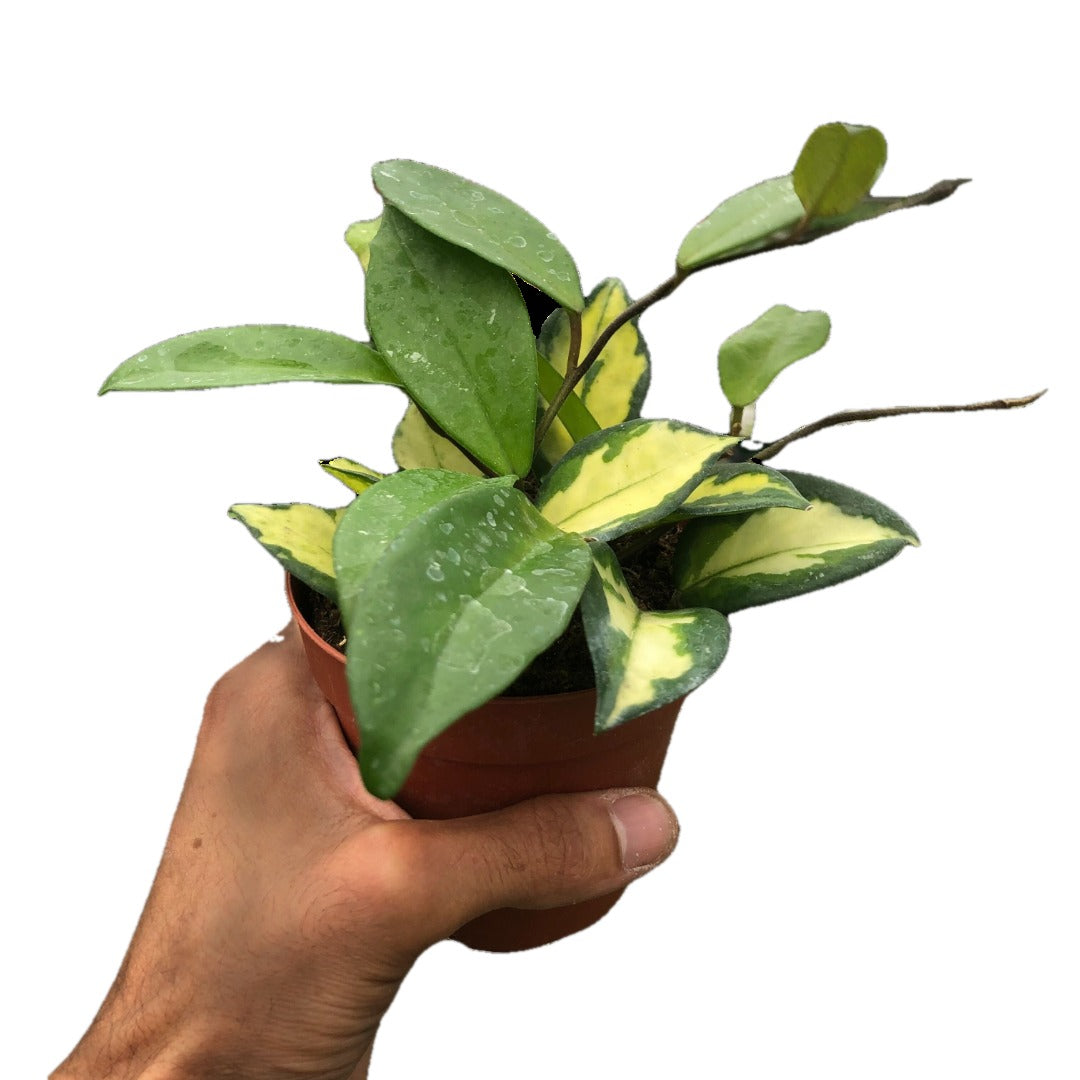 Krimson Princess Hoya