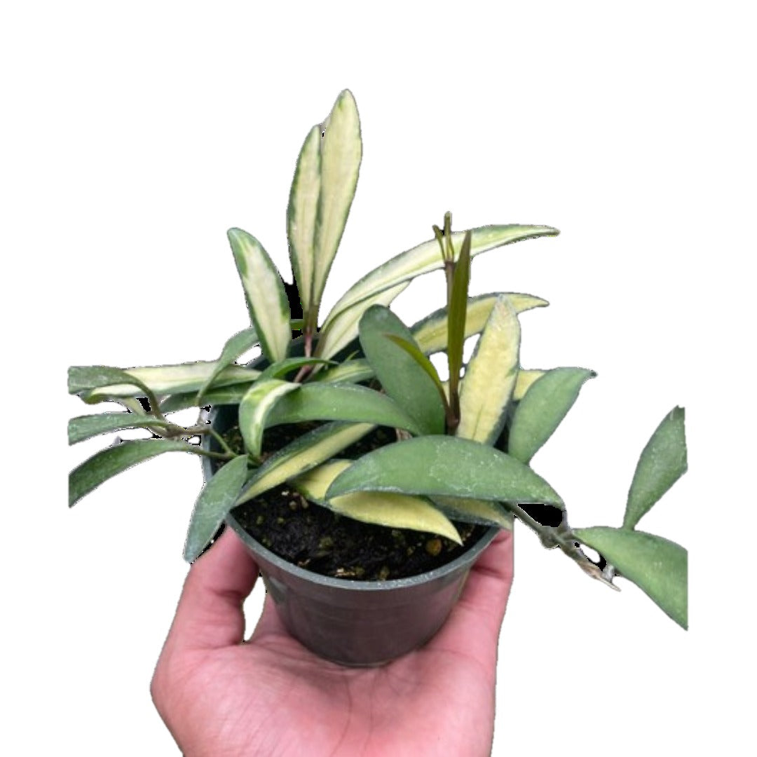 Hoya Wayetii Variegated