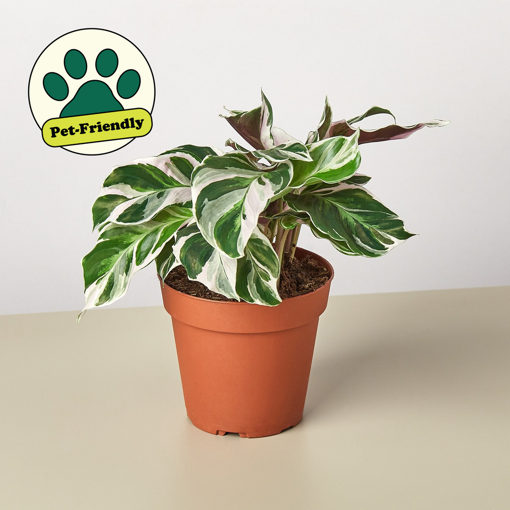 White Fusion Calathea