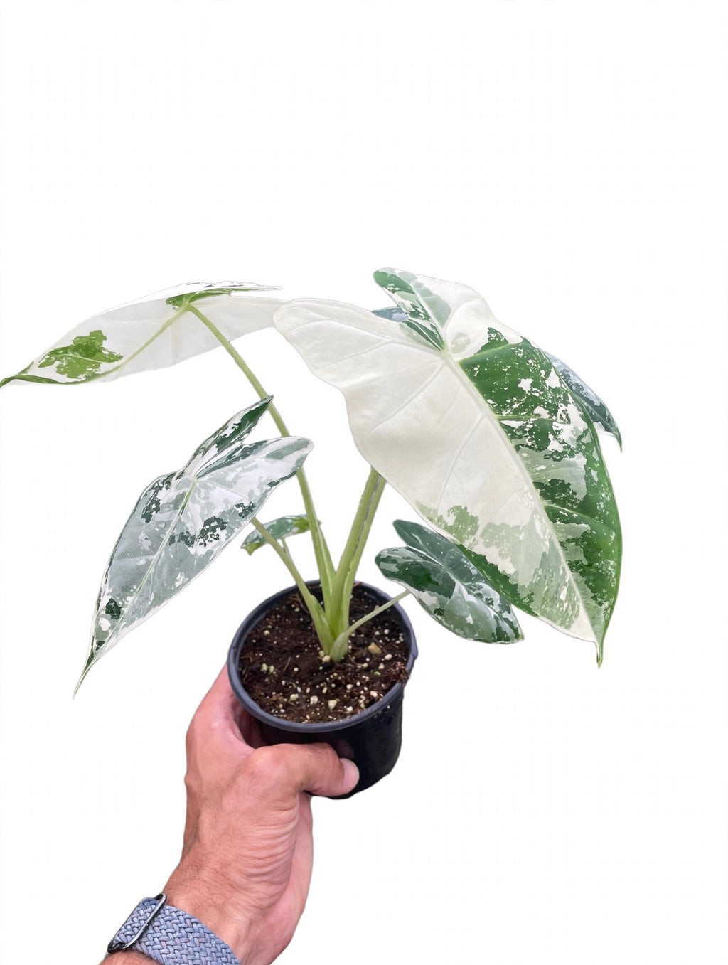 Variegated Alocasia Frydek