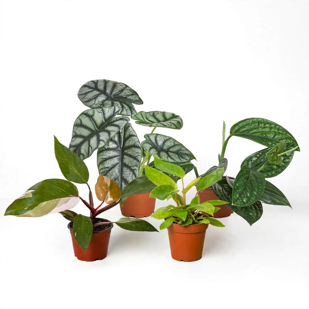 Rare Plant Bundle