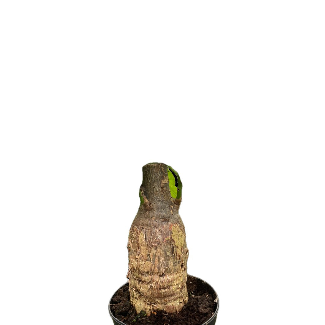 Money Tree Stump