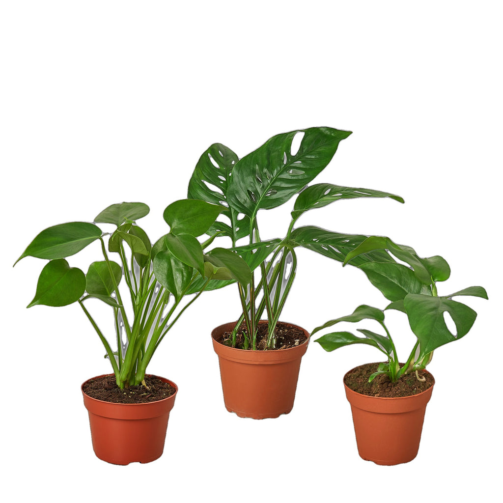 Monstera Bundle