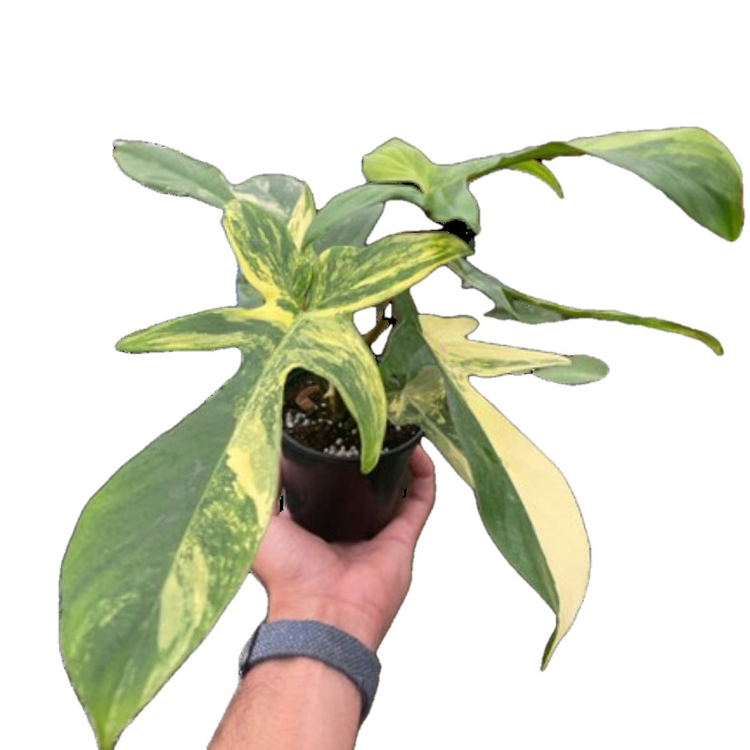 Florida Beauty Philodendron