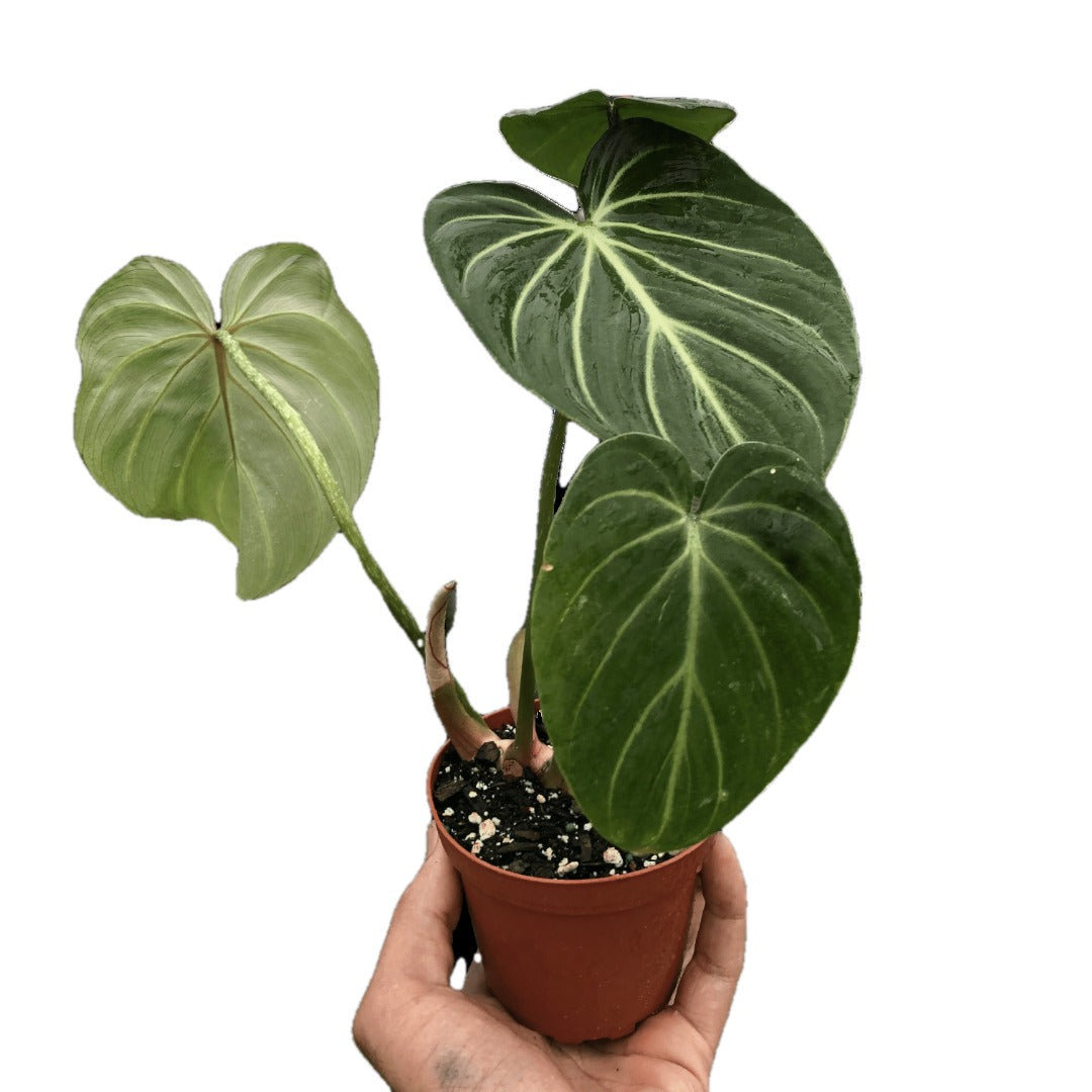 Philodendron Gloriosum