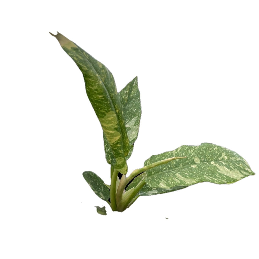 Ring of Fire Philodendron