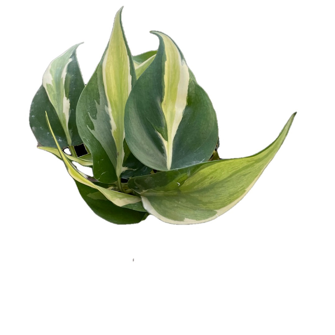 Silver Stripe Philodendron