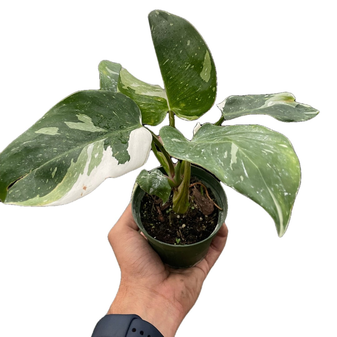 White Princess Philodendron