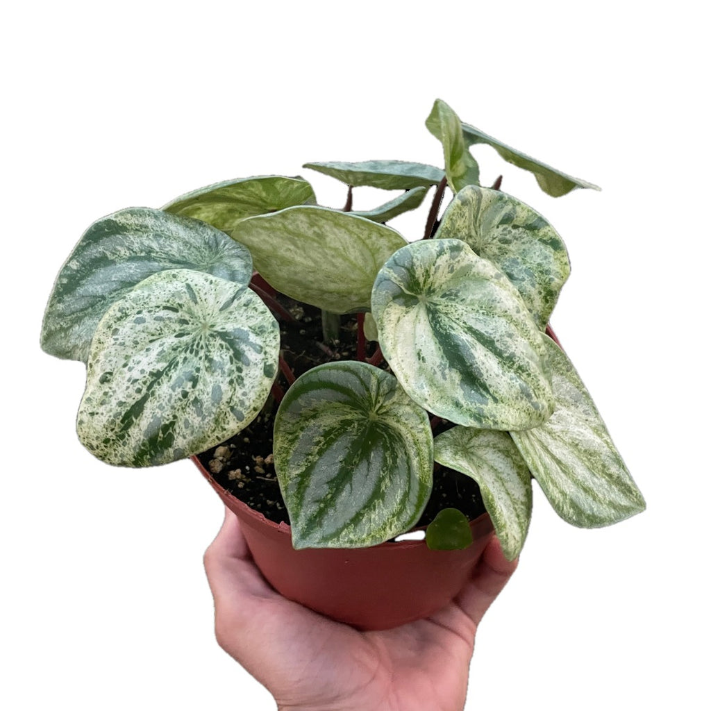 Variegated Watermelon Peperomia