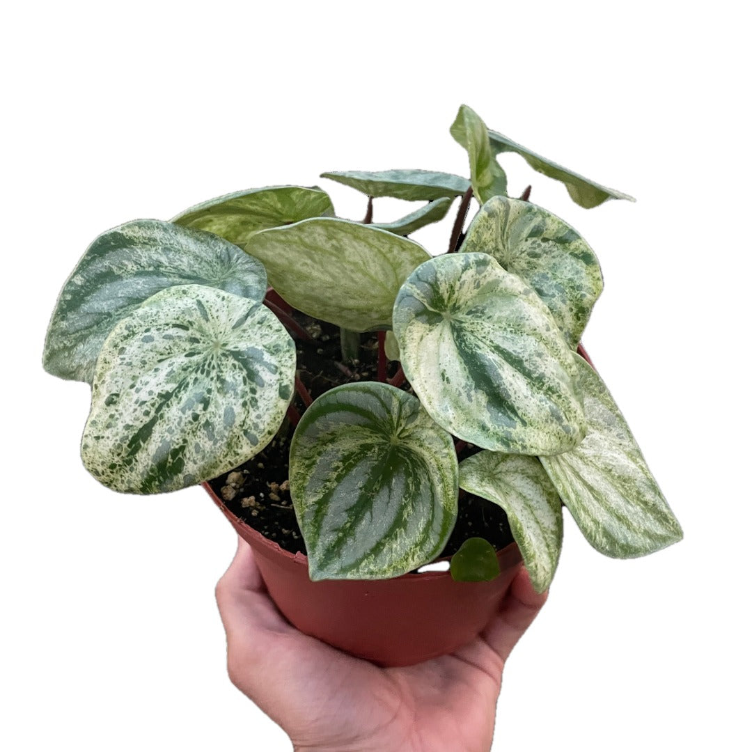 Variegated Watermelon Peperomia
