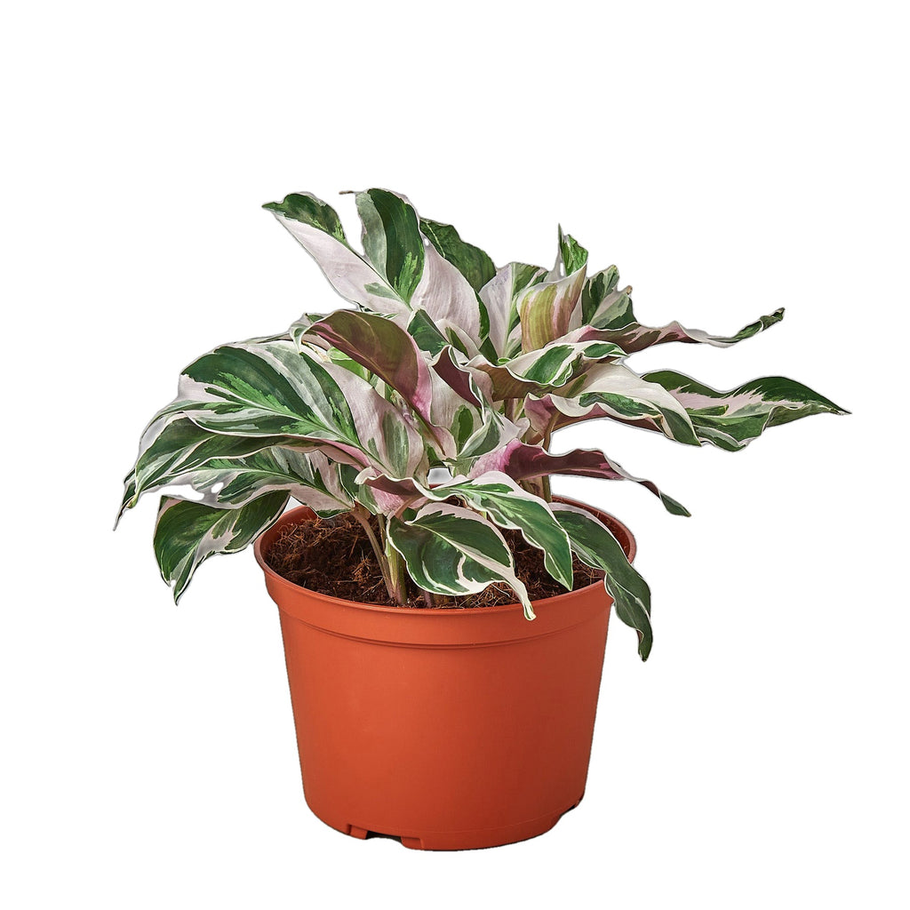 White Fusion Calathea